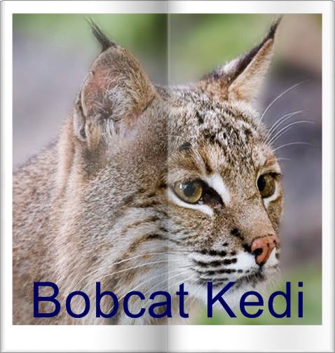 Bobcat Kedi Hakkında Bilgiler